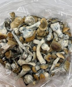 Golden Teacher Mushrooms for sale