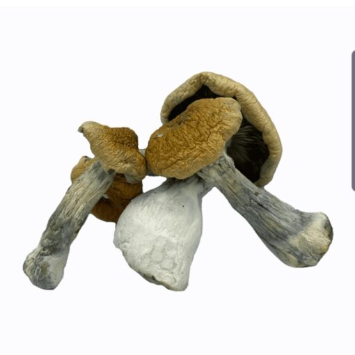 Hillbilly mushrooms for sale