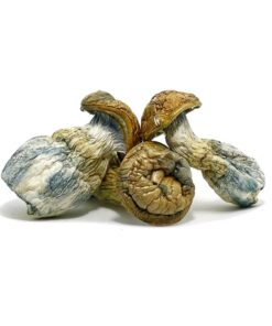 Blue meanies mushrooms for sale