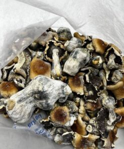 Hillbilly Mushrooms for sale