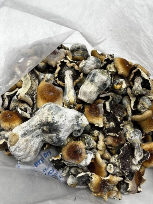 Hillbilly Mushrooms for sale