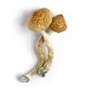 Golden Teacher Mushrooms for sale