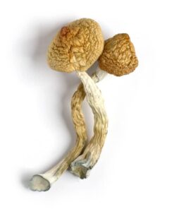 Golden Teacher Mushrooms for sale