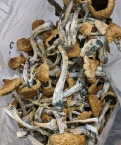 Blue meanies mushrooms for sale