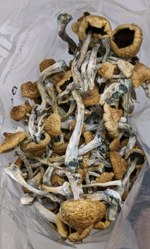 Blue meanies mushrooms for sale