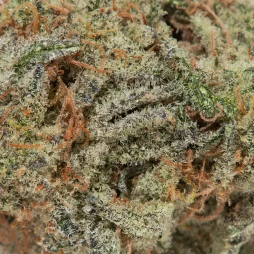 Gelato Cake (AAAA)